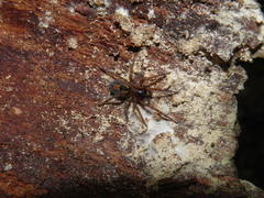 Amaurobius fenestralis