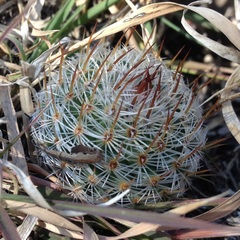 Mammillaria haageana