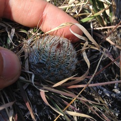 Mammillaria haageana