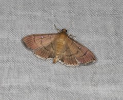 Pramadea lunalis