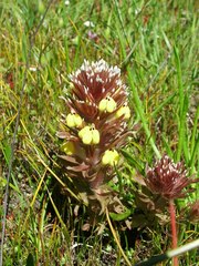 Castilleja ambigua insalutata