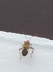 Dysdercus superstitiosus