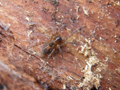 Amaurobius fenestralis