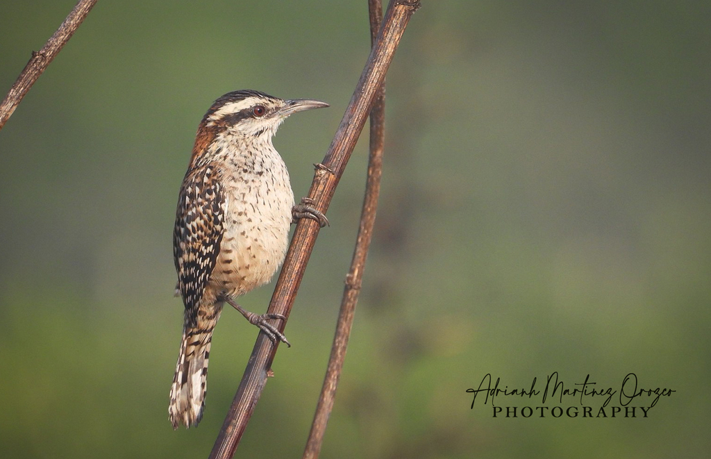 Rufous-Naped Wren