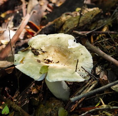 Russula iterika