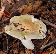 Russula iterika