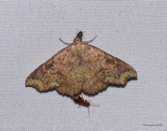 Laspeyria viridicincta