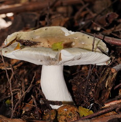 Russula iterika