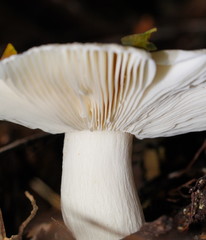 Russula iterika