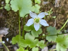 Kumlienia hystricula