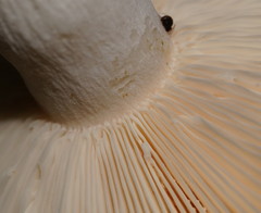 Russula iterika