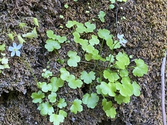 Kumlienia hystricula