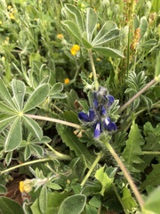 Lupinus micranthus