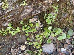 Kumlienia hystricula