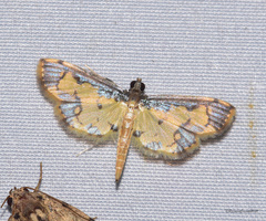 Nistra coelatalis