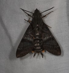 Macroglossum errans