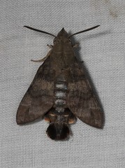 Macroglossum vacillans