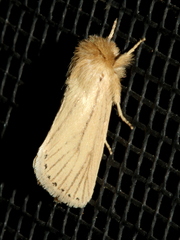 Bathytricha leonina