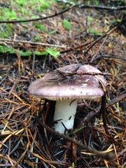 Russula placita