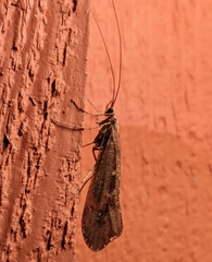 Glyphopsyche irrorata