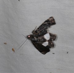 Catephia linteola