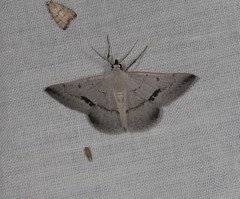 Nearcha benecristata