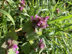 Lamium purpureum