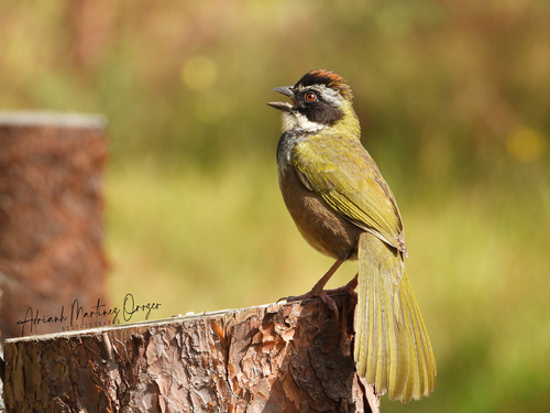 Collared Towhee (Pipilo ocai), photo 4