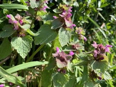 Lamium purpureum