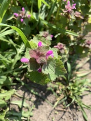 Lamium purpureum