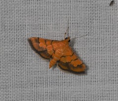 Orphanostigma abruptalis
