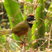 Collared Towhee - Photo (c) Adrianh Martínez Orozco, some rights reserved (CC BY), uploaded by Adrianh Martínez Orozco