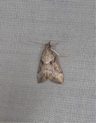 Otiophora leucura