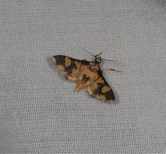 Orphanostigma angustale