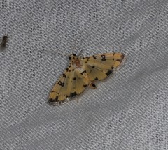 Lygropia
