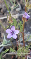 Gilia clivorum