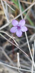 Gilia clivorum