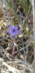 Gilia clivorum