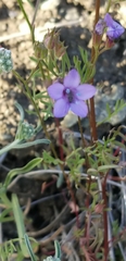 Gilia clivorum