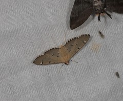 Protonoceras eucosma