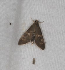 Rehimena surusalis