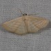 Scopula despoliata - Photo (c) domf, some rights reserved (CC BY-NC), uploaded by domf
