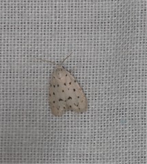 Thallarcha polystigma