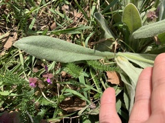 Anchusa officinalis