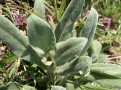 Anchusa officinalis