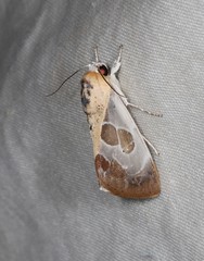 Westermannia gloriosa