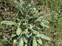 Anchusa officinalis