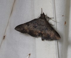 Hypospila dochmotoma