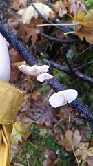 Crepidotus epibryus