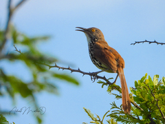 Toxostoma longirostre